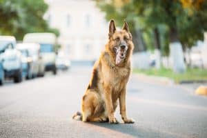 Understanding Auto Insurance and Animal Collisions: Prevention and Coverage